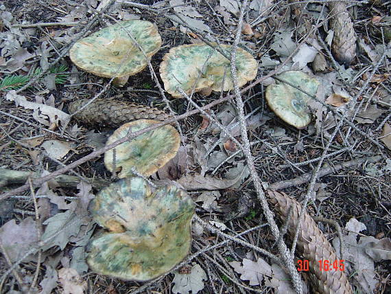 rýdzik lactarius sp.