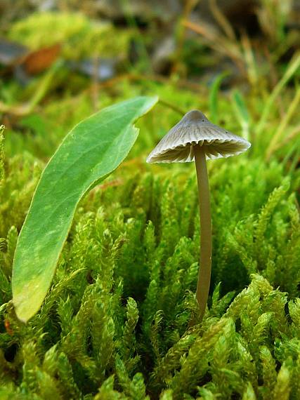 prilbička Mycena sp.