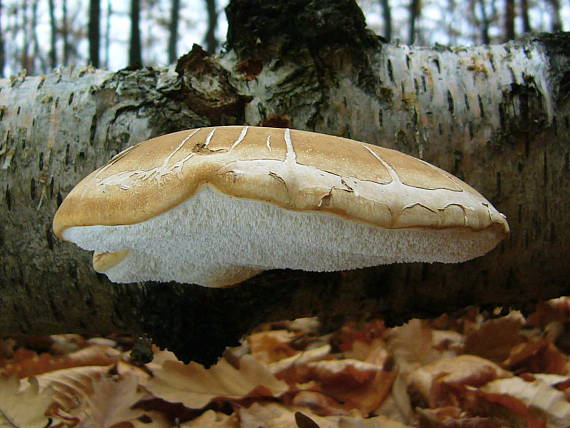 brezovník obyčajný Fomitopsis betulina (Bull.) B.K. Cui, M.L. Han & Y.C. Dai