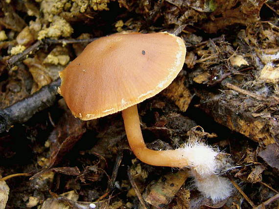 smeťovka zimná Tubaria furfuracea (Pers.) Gillet