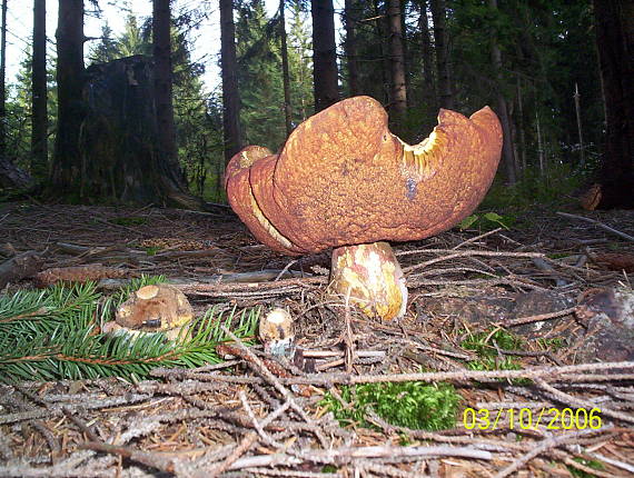 hríb zrnitohlúbikový Sutorius luridiformis (Rostk.) G. Wu & Zhu L. Yang