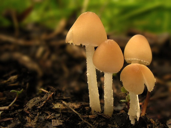 drobuľka / Křehutka Psathyrella sp.