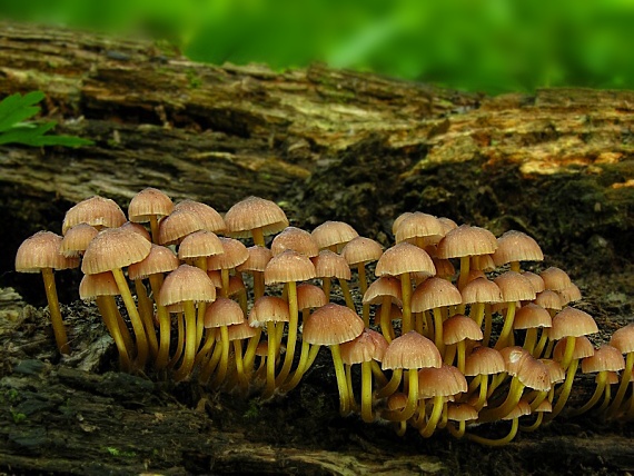 prilbička žltohlúbiková/Helmovka žlutonohá Mycena renati Quél.