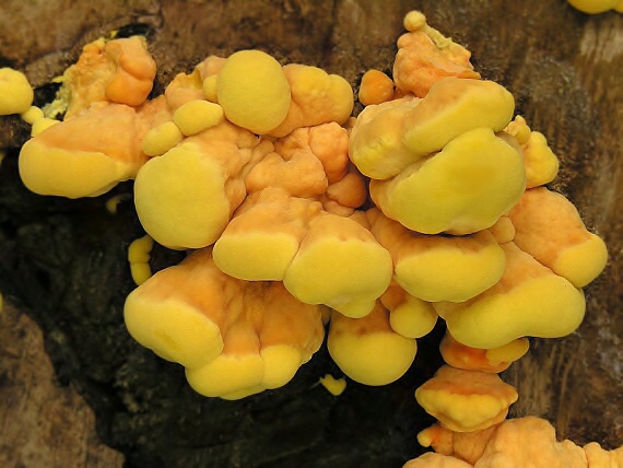 sírovec obyčajný/Sírovec žlutooranžový Laetiporus sulphureus (Bull.) Murrill