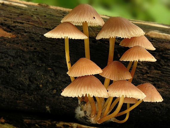 prilbička žltohlúbiková / Helmovka žlutonohá Mycena renati Quél.