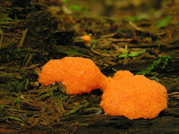 zlepníček jahodovitý Tubifera ferruginosa (Batsch) J.F. Gmel.