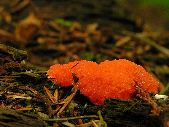 zlepníček jahodovitý Tubifera ferruginosa (Batsch) J.F. Gmel.