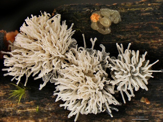 rohačka kríčkovitá / Válečkovka keříčkovitá Ceratiomyxa fruticulosa var. fruticulosa (O.F. Müll.) T. Macbr