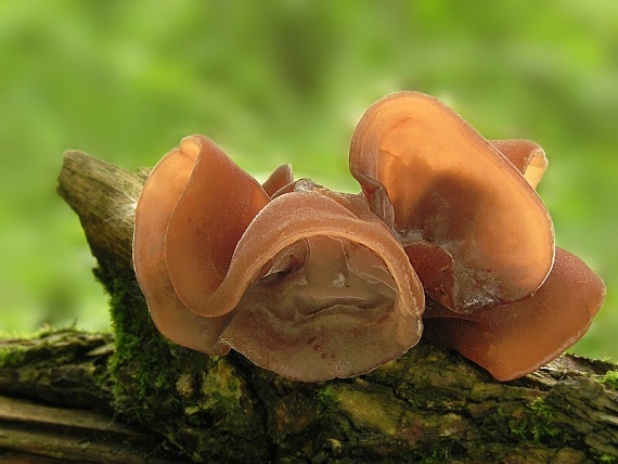 uchovec bazový/Boltcovitka ucho Jidášovo Auricularia auricula-judae (Bull.) Quél.