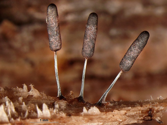 pazdéreček paluškovitý Stemonitopsis typhina (F.H. Wigg.) Nann.-Bremek.