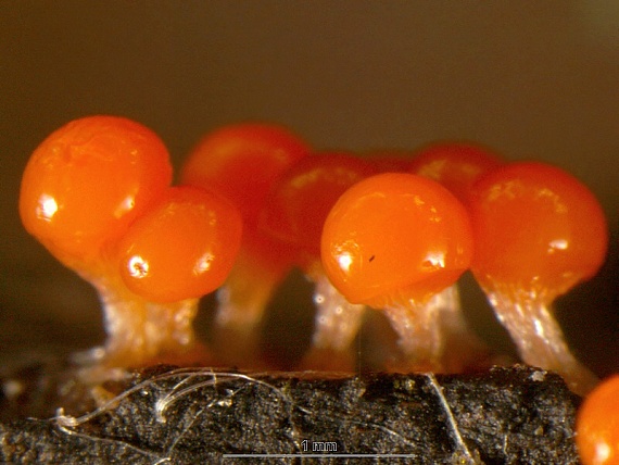 vlasnačka Trichia decipiens var. decipiens (Pers.) T. Macbr.