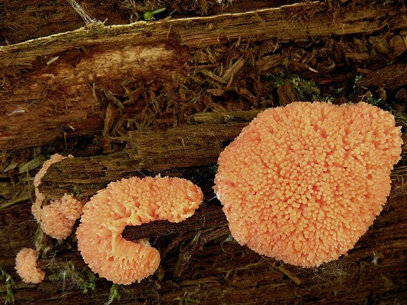 zlepníček jahodovitý Tubifera ferruginosa (Batsch) J.F. Gmel.