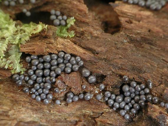 řešetovka hlínová Cribraria argillacea (Pers.) Pers.