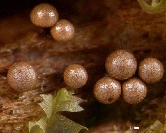 řešetovka hlínová Cribraria argillacea (Pers.) Pers.