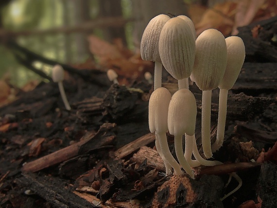 hnojník Coprinus sp.