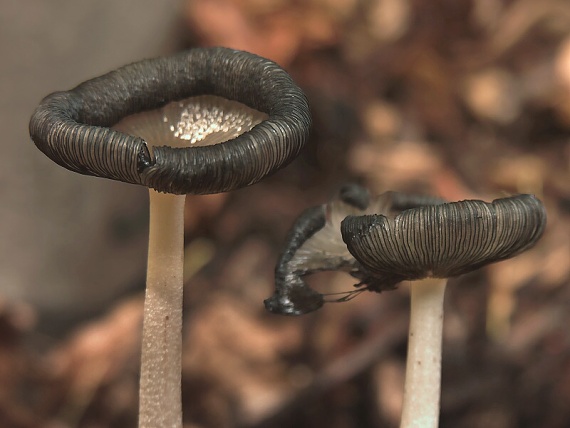 hnojník zajícovitý Coprinopsis lagopides (P. Karst.) Redhead, Vilgalys & Moncalvo