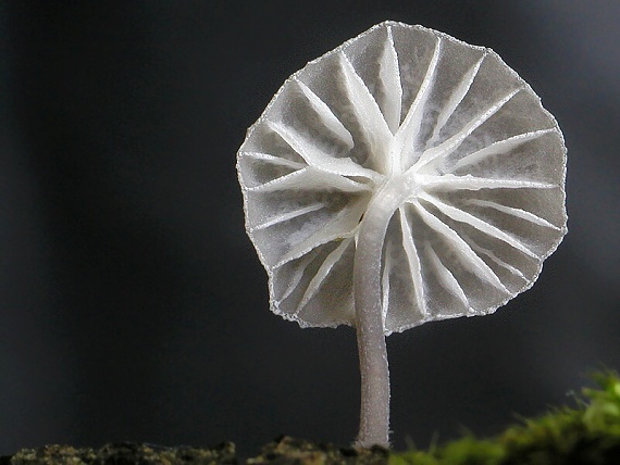 prilbička modrosivá Mycena pseudocorticola Kühner