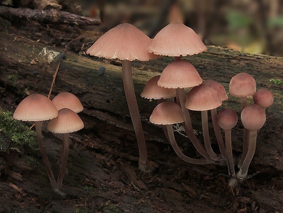 prilbička krvavomliečna/Helmovka krvonohá Mycena haematopus (Pers.) P. Kumm.