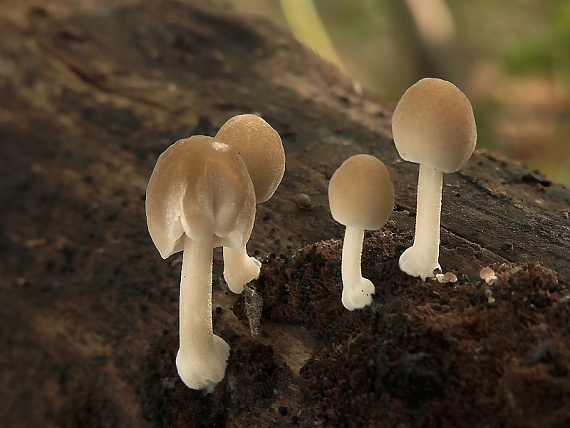 štítovka Pluteus sp.