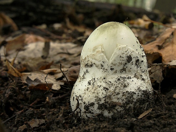 muchotrávka zelená/Muchomůrka zelená Amanita phalloides (Vaill. ex Fr.) Link