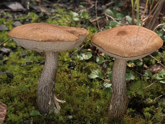 kozák brezový/Kozák březový Leccinum scabrum (Bull.) Gray