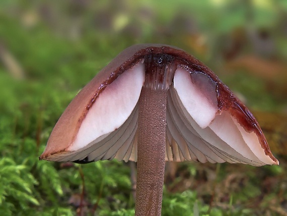 prilbička krvavomliečna/Helmovka krvonohá Mycena haematopus (Pers.) P. Kumm.