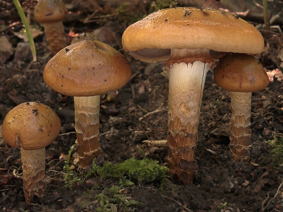 pavučinovec mazľavý Cortinarius trivialis J.E. Lange