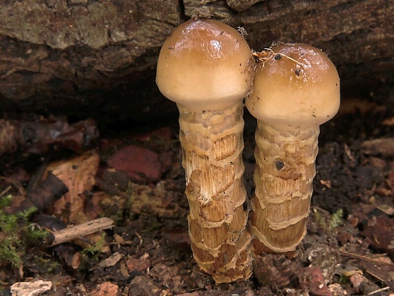 pavučinovec mazľavý Cortinarius trivialis J.E. Lange