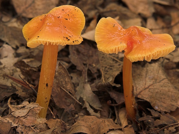 lúčnica hrotitá Hygrocybe acutoconica (Clem.) Singer