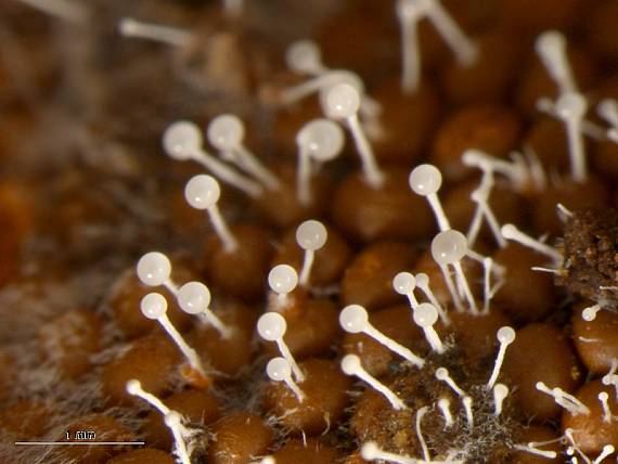 bez názvu. Parazit na slizovce Trichia scabra Polycephalomyces tomentosum