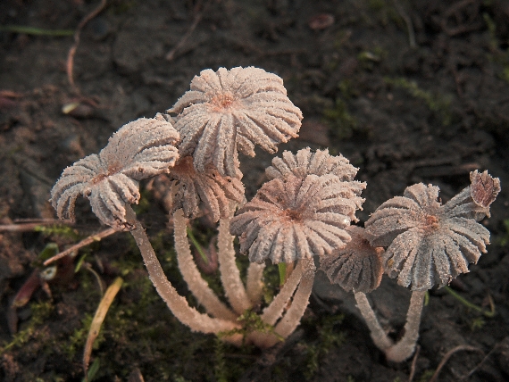 hnojník z podsekce Nivei Coprinus sp.