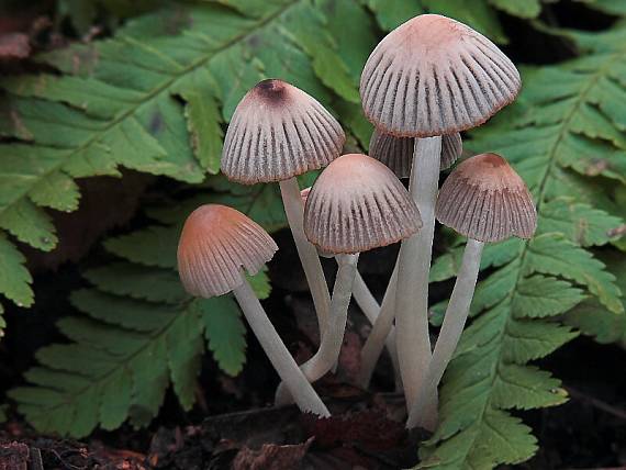 hnojník nedůtklivý Coprinellus impatiens (Fr.) J.E. Lange