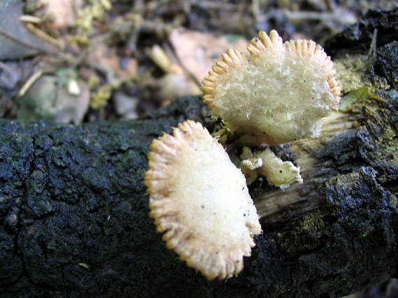 klanolupeňovka obyčajná Schizophyllum commune Fr.