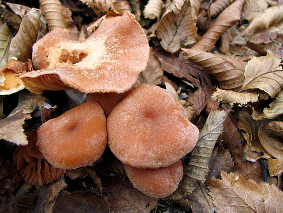 lakovka obyčajná Laccaria laccata (Scop.) Cooke