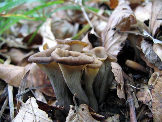 lievik trúbkovitý Craterellus cornucopioides (L.) Pers.