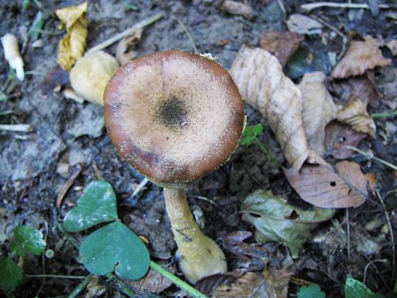 podpňovka žltá Armillaria gallica Marxm. & Romagn.