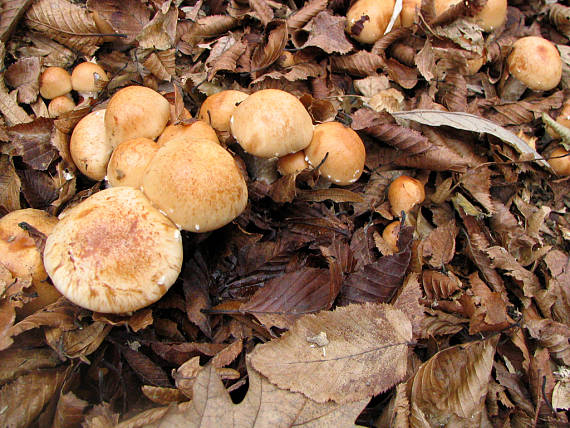 šupinovka hlinovookrová Pholiota lenta (Pers.) Singer