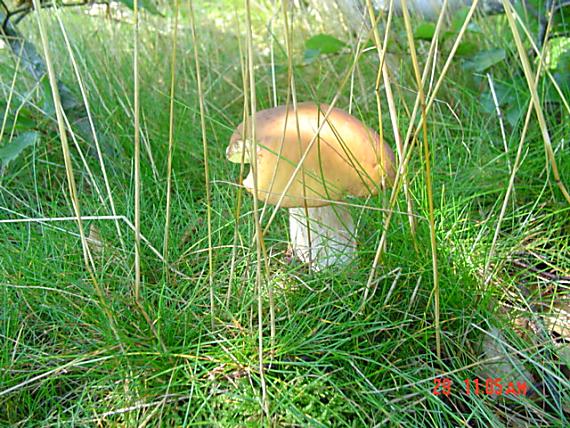 hríb Boletus sp.