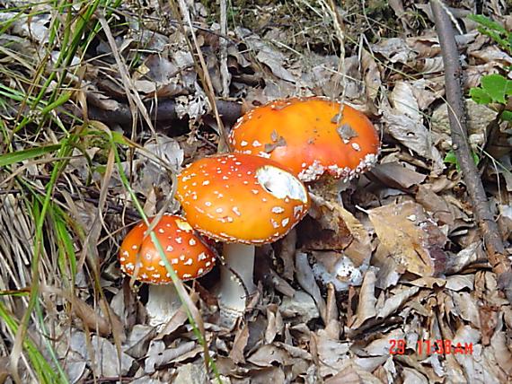 muchotrávka červená Amanita muscaria (L.) Lam.