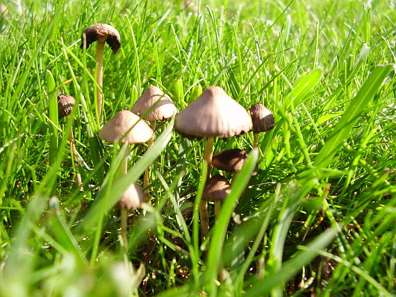 drobuľka Psathyrella lsp.