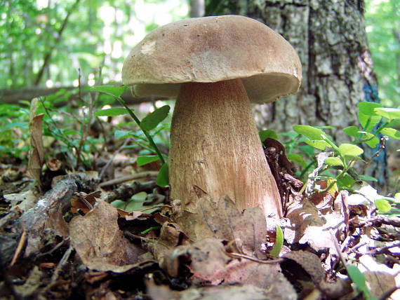 hríb dubový Boletus reticulatus Schaeff.