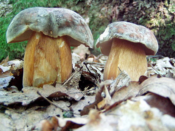 hríb bronzový Boletus aereus Bull. ex Fr.