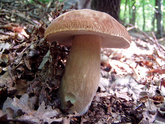 hríb dubový Boletus reticulatus Schaeff.