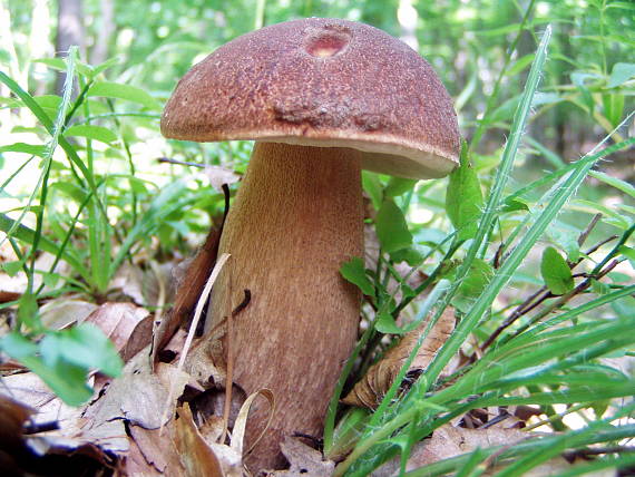 hríb dubový Boletus reticulatus Schaeff.