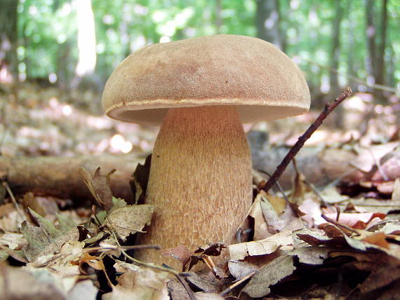 hríb dubový Boletus reticulatus Schaeff.