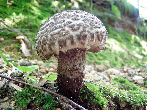 šiškovec šupinatý Strobilomyces strobilaceus (Scop.) Berk.