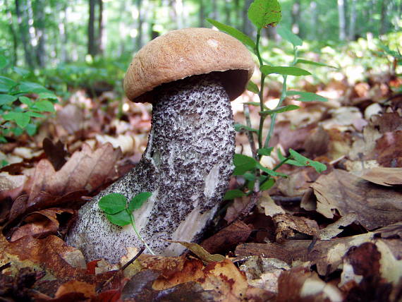 kozák žltooranžový Leccinum versipelle (Fr. & Hök) Snell