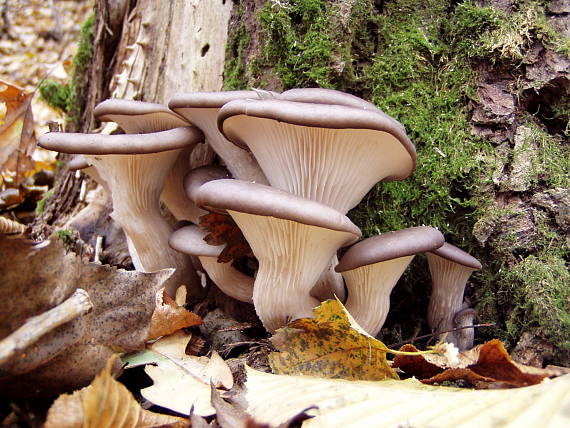 hliva ustricovitá Pleurotus ostreatus (Jacq.) P. Kumm.