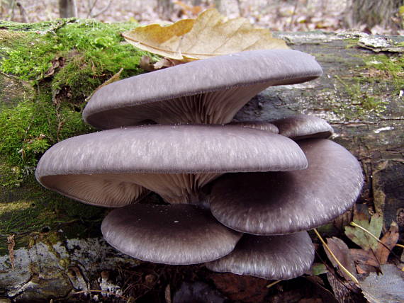 hliva ustricovitá Pleurotus ostreatus (Jacq.) P. Kumm.