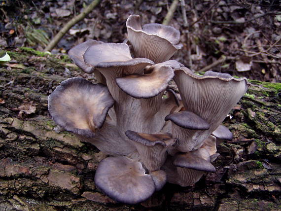 hliva ustricovitá Pleurotus ostreatus (Jacq.) P. Kumm.